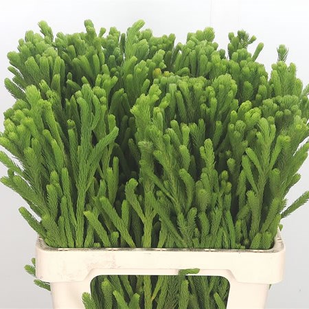 Kaaps Brunia Albiflora