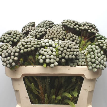 Kaaps Brunia Albiflora (Large)