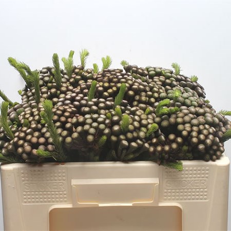 Kaaps Brunia Albiflora (Small)