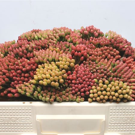 Kaaps Brunia Red Medium