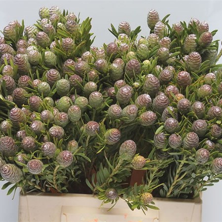 Kaaps Conifolium