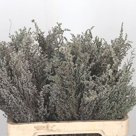 Kaaps Stoebe Plumosa