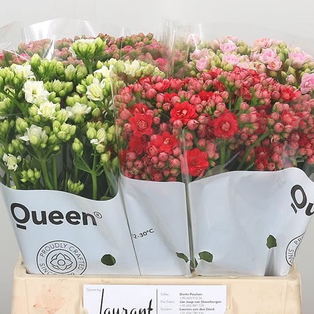 Kalanchoe - 4 Colour Mix