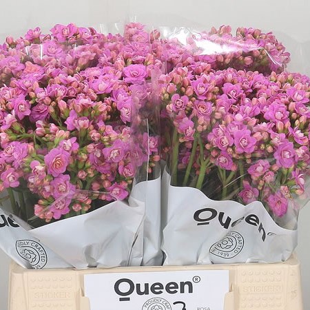 Kalanchoe Dreamy Pink