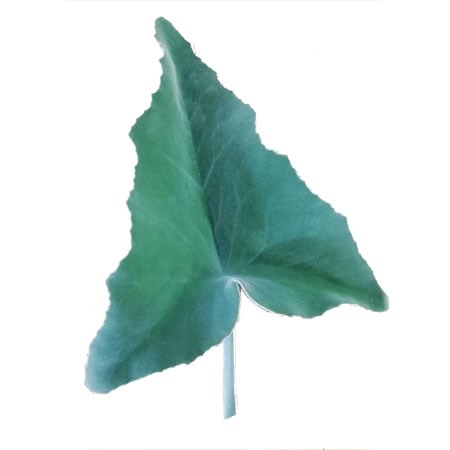 Kalanchoe Leaves