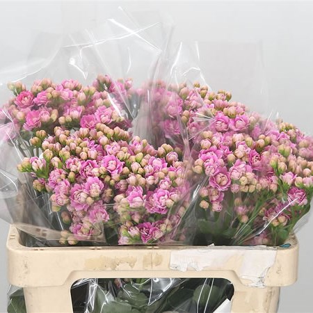 Kalanchoe Lilac/Pink