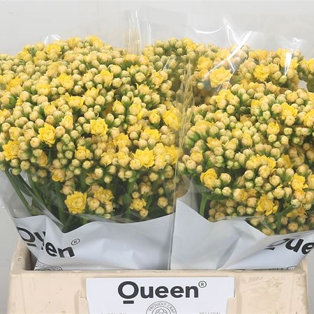 Kalanchoe Mellow Yellow