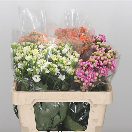Kalanchoe Mix
