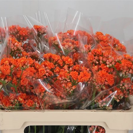 Kalanchoe Orange Diamond