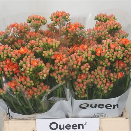 Kalanchoe Orange Smiling Meadow