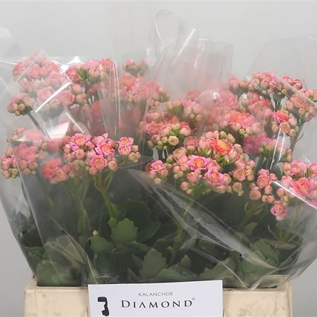 Kalanchoe Pink Diamond