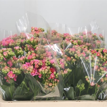 Kalanchoe Pink Diamond