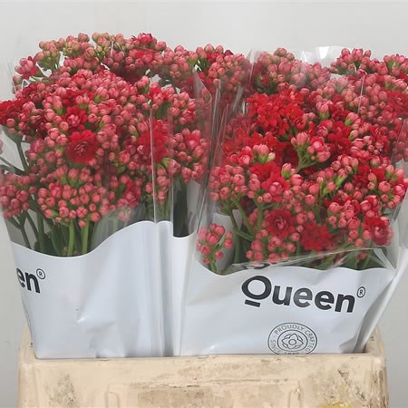 Kalanchoe Red Cardinal
