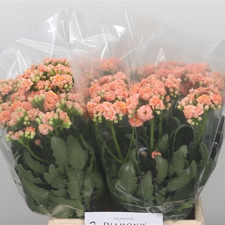 Kalanchoe Salmon Diamond