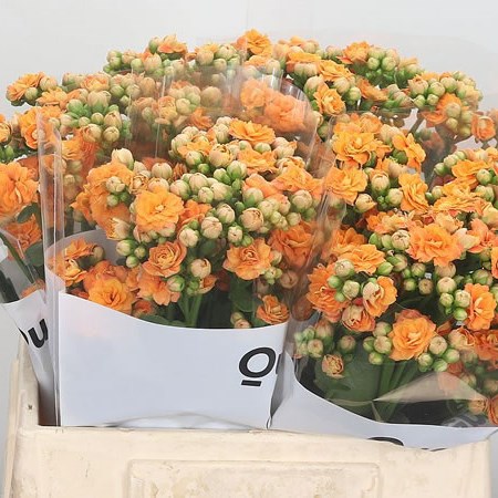 Kalanchoe Sparkling Orange Meadow