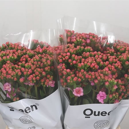 Kalanchoe Taffy Pink Meadow