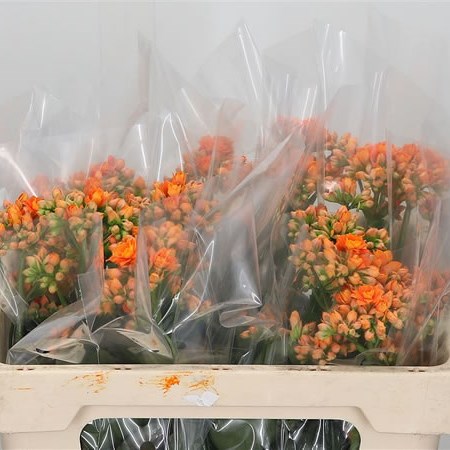 Kalanchoe Warm Orange Meadow