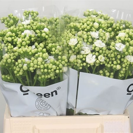 Kalanchoe White Clear Meadow