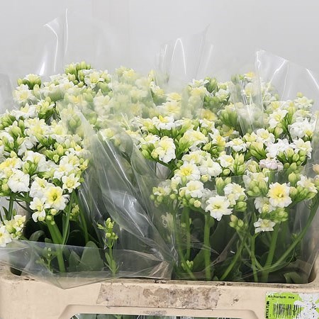 Kalanchoe White Diamond