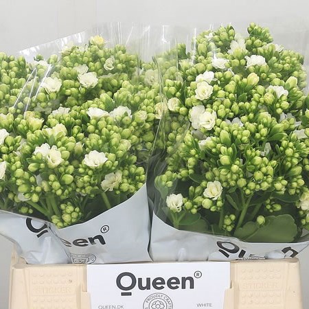Kalanchoe White Meadow
