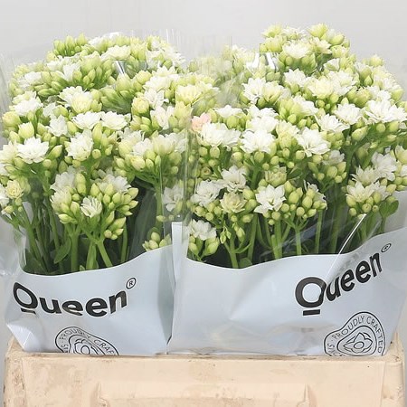 Kalanchoe White Meadow