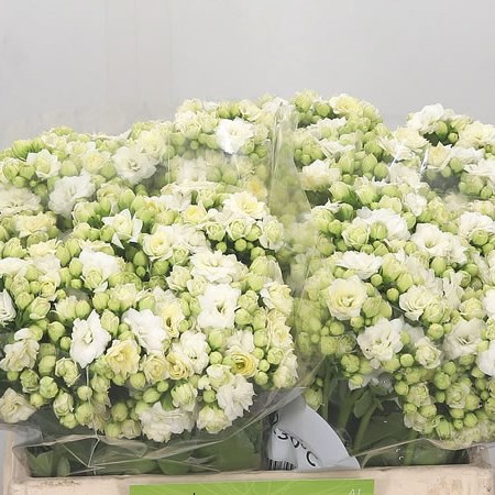 Kalanchoe White Nobel Meadow