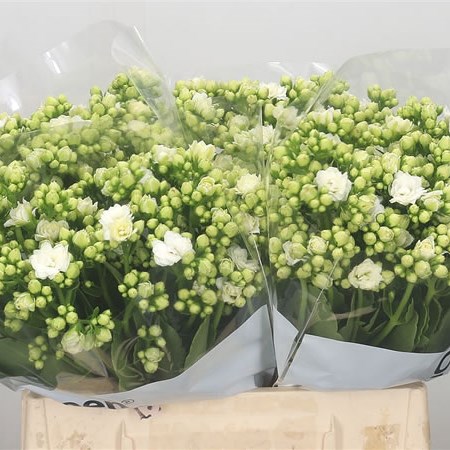 Kalanchoe White Nobel Meadow