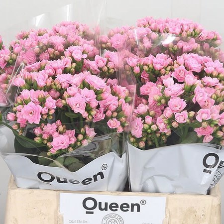 Kalanchoe Wild Pink Meadow