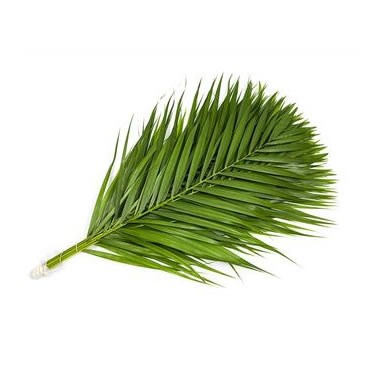 Kentia Palm