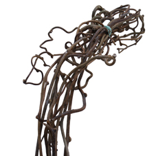 Kiwi Branches