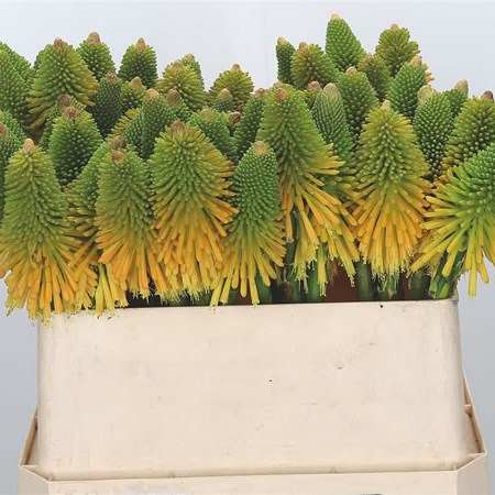 Kniphofia Magic Happy Halloween