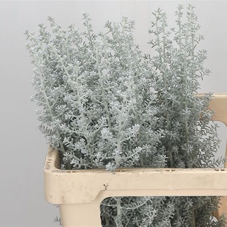 Kochia