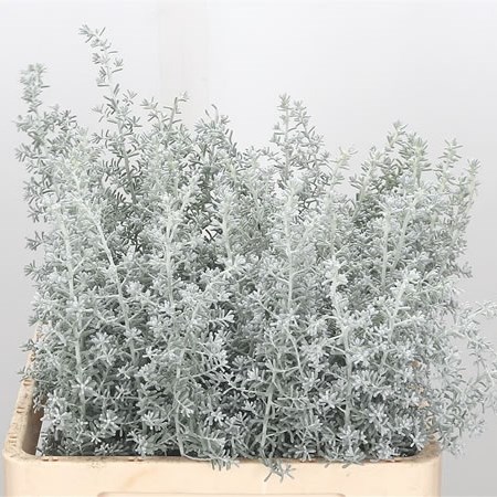 Kochia
