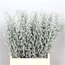 Kochia