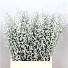 Kochia