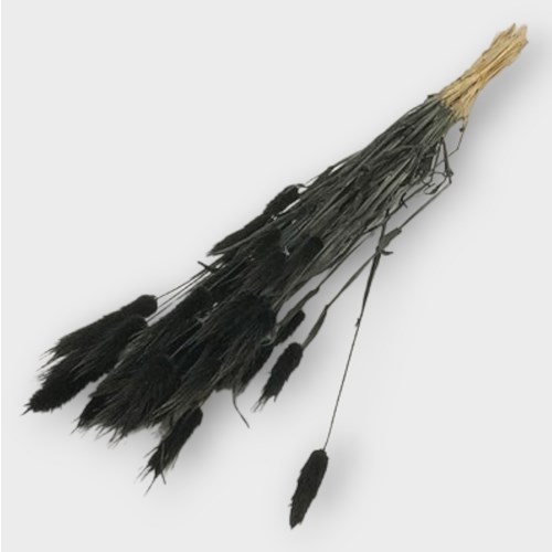Lagurus Black Dried (100gm Bunch)