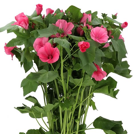 LAVATERA PINK LADY