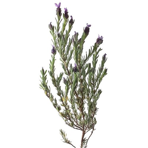 LAVENDER (BUTTERFLY)