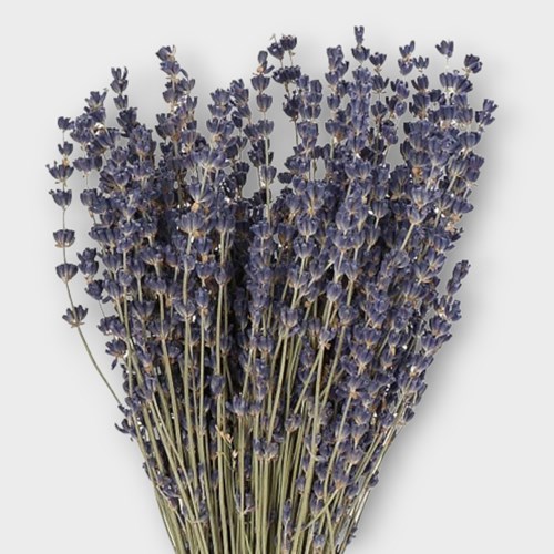 LAVENDER DARK (DRIED)