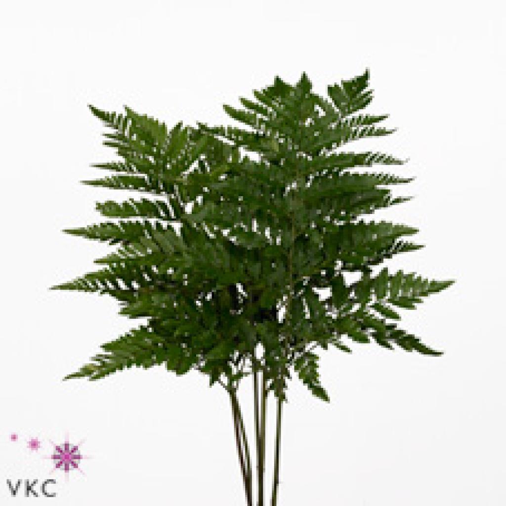 ARACHNIODES LEATHERLEAF LARGE