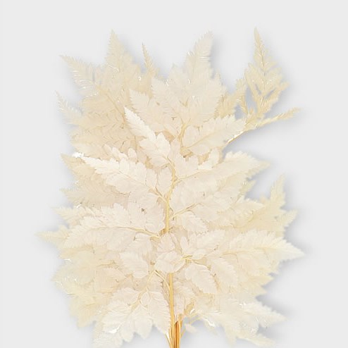 LEATHERLEAF PRESERVED & BLEACHED