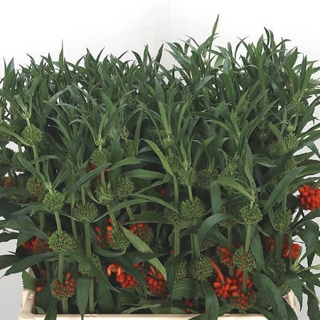 LEONOTIS LEONURUS