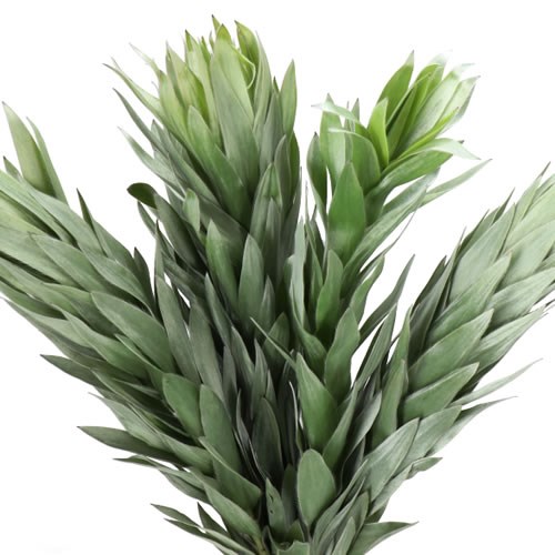 LEUCADENDRON ARGENTEUM SILVERLEAF