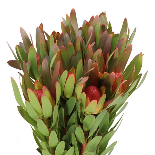 LEUCADENDRON AYOBA AFRICAN SKY