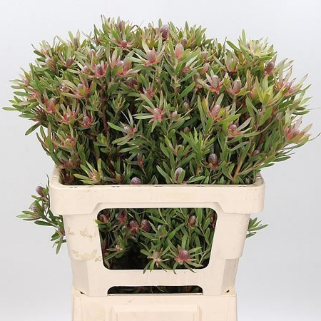 LEUCADENDRON AYOBA STAR PEARL