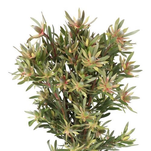 LEUCADENDRON AYOBA STAR PEARL