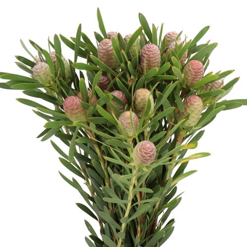 LEUCADENDRON BLUSHED PEARL
