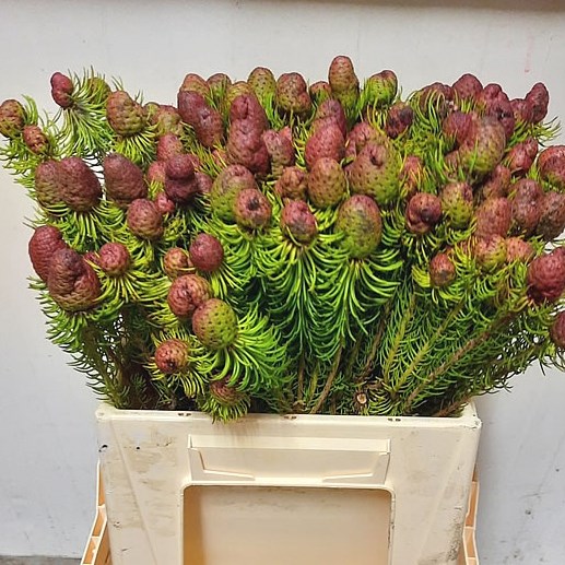 LEUCADENDRON COMOSUM