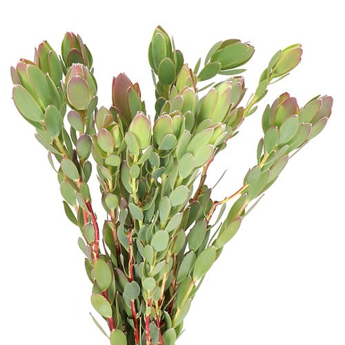 LEUCADENDRON DISCOLOR