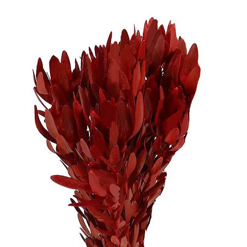 LEUCADENDRON DYED RED